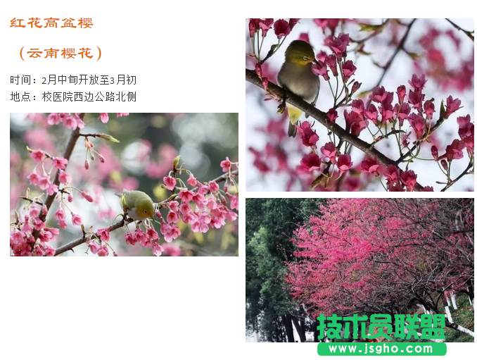 2017武大櫻花門票預約地址是多少？武大櫻花預約時間是什么時候 三聯