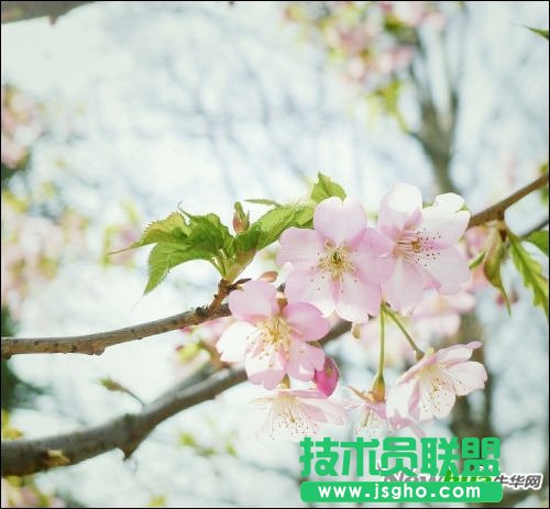 跟著好照片學后期 調出日系淡雅花卉